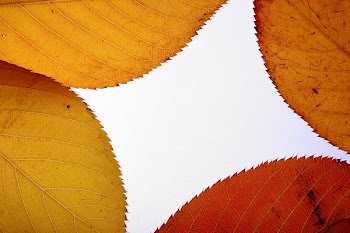 four_leaves.jpg