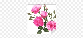 Four Light Pink Roses And Lot Of Buds Wall Mural • - Rose