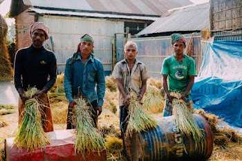 Four Men Harvesting Rice