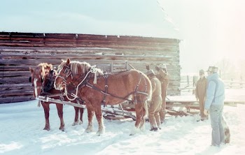 four men near two brown horses