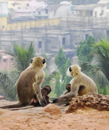 Four Monkeys Sitting on Soil Watching Houses and Palm Trees