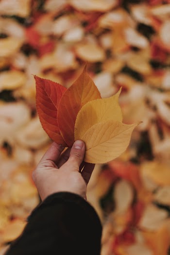 Four Orange and Yellow Leaves