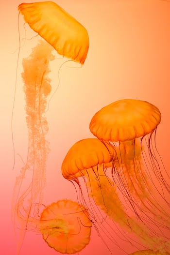 Four Orange Jellyfish Wallpaper