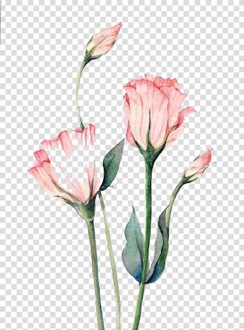 Four pink flowers, Watercolor painting Flower Autumn, Watercolor flowers transparent background PNG clipart