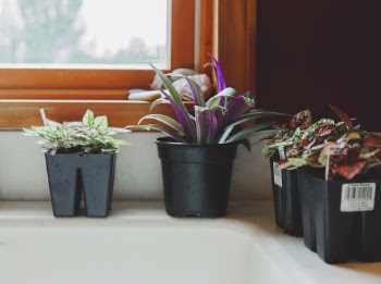 Four Plastic Pots on White Surface