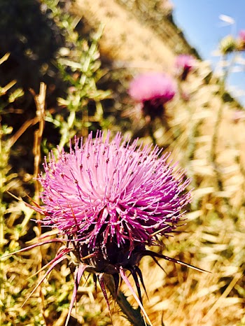 Four Purple and Green Petaled Flowers