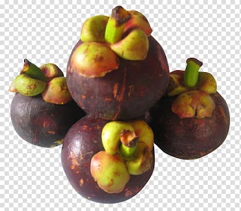 Four purple mangosteen fruits, Purple mangosteen , Purple Mangosteen transparent background PNG clipart