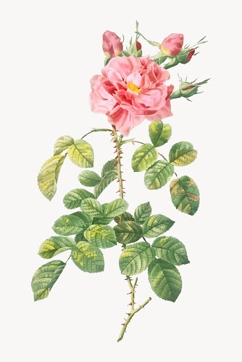Four seasons rose in bloom | Free stock vector - 574142