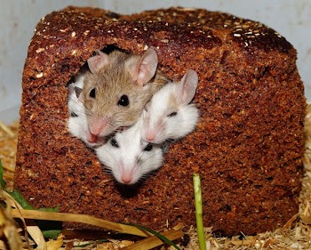Four Small White Brown Mice Poking Their Heads Out from a Bread Loaf