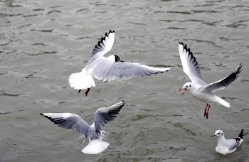 Four White Birds Flying on Air