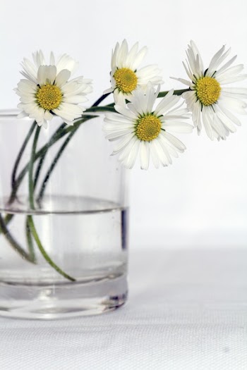 Four White Daisy Flowers in Clear Vase