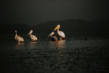 four white pelican birds