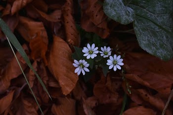 Four White-petaled Flowers