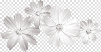 Four white petaled flowers, White Flower , White flowers transparent background PNG clipart