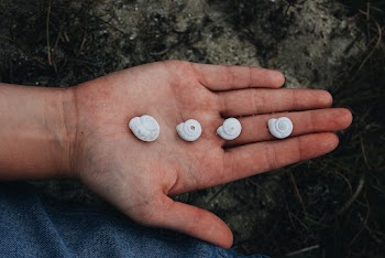 Four White Shells On Person's Hand