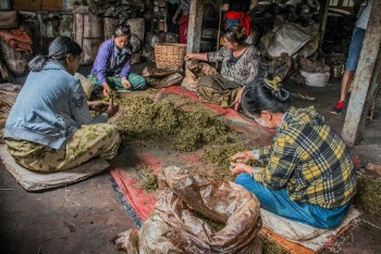 Four Women Sitting on Ground Around Tarpaulin With Brown Dried Leaves