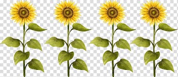 Four yellow sunflowers, Common sunflower Sunflower seed Drawing, sunflower transparent background PNG clipart