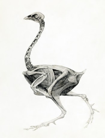 Fowl Body, Lateral View (Highly Finished… | Free public domain illustration