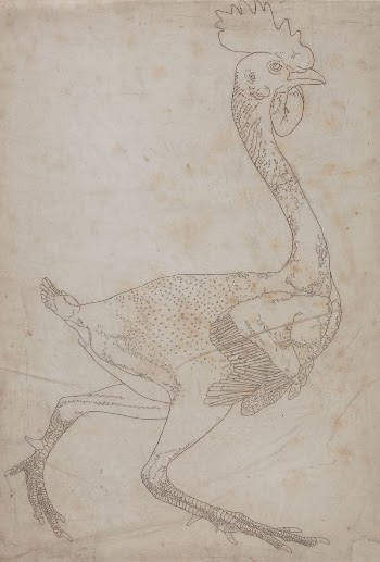 Fowl Body, Lateral View (Probably | Free Photo - rawpixel