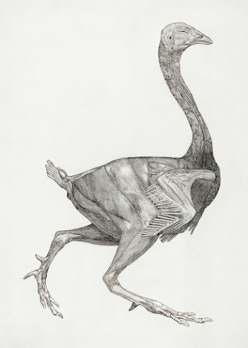 Fowl Body, Lateral View (Probably Prepared… | Free public domain illustration