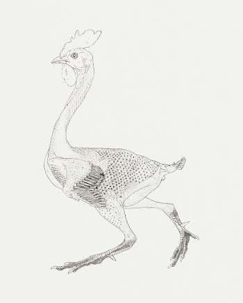 Fowl Body, Lateral View (Study for key figure… | Free public domain illustration