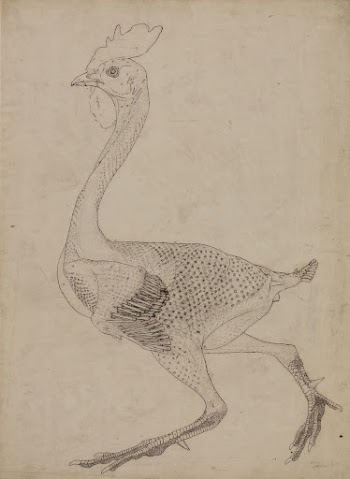Fowl Body, Lateral View (Study | Free Photo - rawpixel