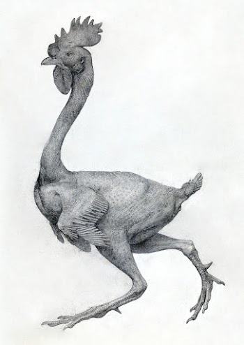 Fowl, Lateral View with Most Feathers Removed… | Free public domain illustration