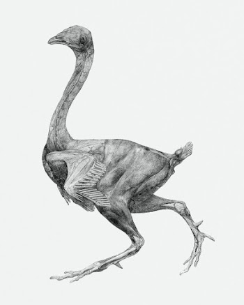 Fowl, Lateral View, with Skin and Underlying… | Free public domain illustration