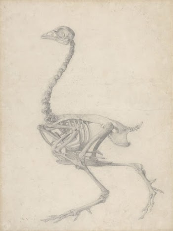 Fowl Skeleton, Lateral View (Finished | Free Photo - rawpixel