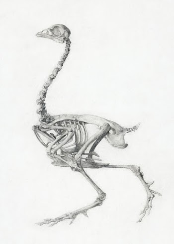 Fowl Skeleton, Lateral View (Finished Study… | Free public domain illustration