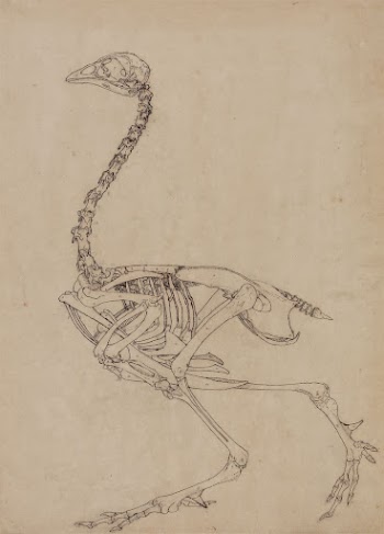 Fowl Skeleton, Lateral View (Study | Free Photo - rawpixel