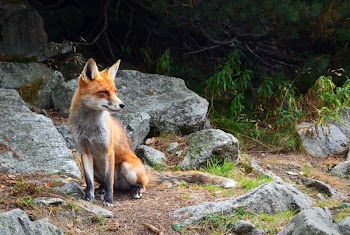 Fox