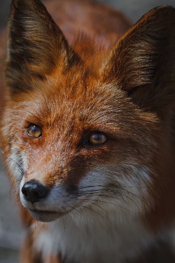 Fox🦊