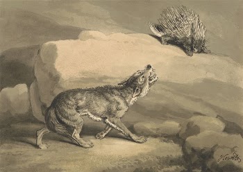 Fox and the Hedgehog (Porcupine) | Free Photo - rawpixel