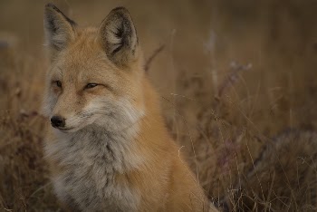 Fox beside a field in Silverthorne, | Free Photo - rawpixel