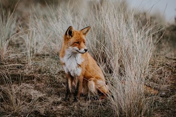 fox beside grass