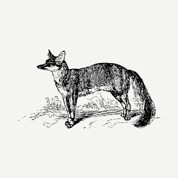 Fox drawing, vintage illustration psd. | Free PSD - rawpixel
