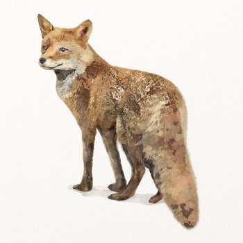 Fox illustration, animal watercolor design | Free Photo Illustration - rawpixel