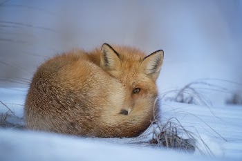 Fox lying on snow. Original | Free Photo - rawpixel