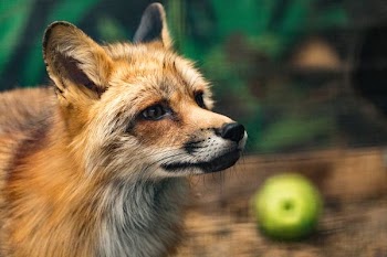 fox near green fruit