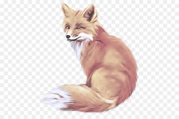 fox red fox whiskers drawing swift fox