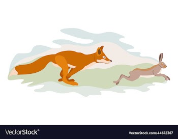 fox running after hare isolated