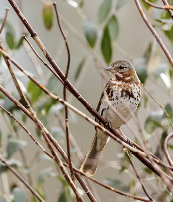 Fox sparrow. Free public domain | Free Photo - rawpixel