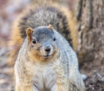Fox squirrel, animal background. Free | Free Photo - rawpixel
