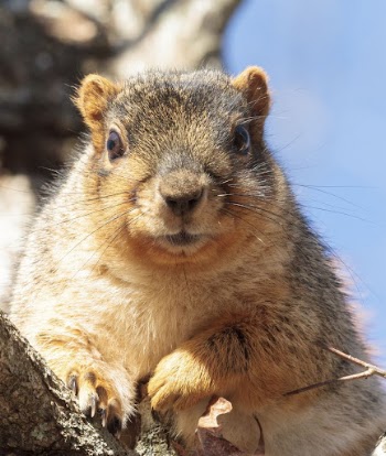Fox squirrel, animal background. Free | Free Photo - rawpixel