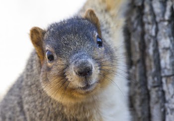 Fox squirrel, animal background. Free | Free Photo - rawpixel