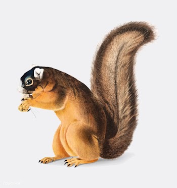 Fox Squirrel illustration | Free stock vector - 457948