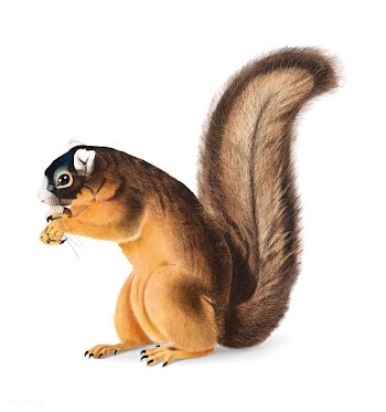 Fox Squirrel illustration | Free stock vector - 457955