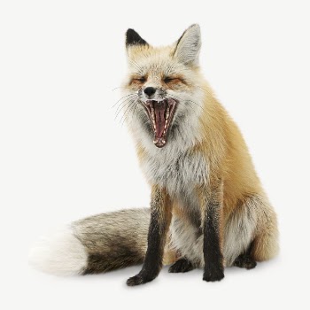 Fox yawning collage element psd | Free PSD - rawpixel