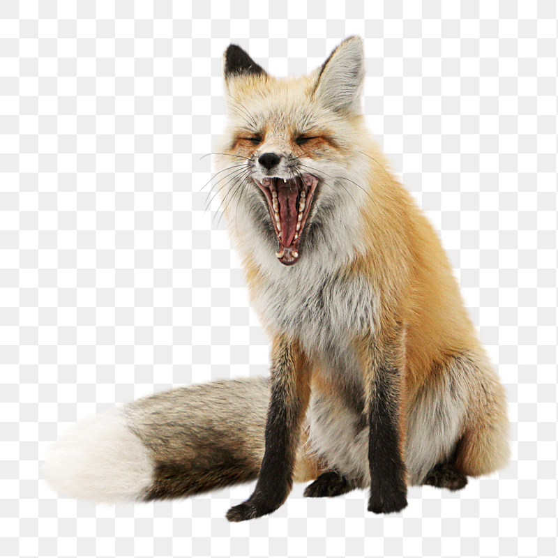 Fox yawning png sticker, transparent | Free PNG - rawpixel